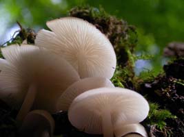 he gills are close to sub-distant and the flesh is quite thin, almost looking translucent. 